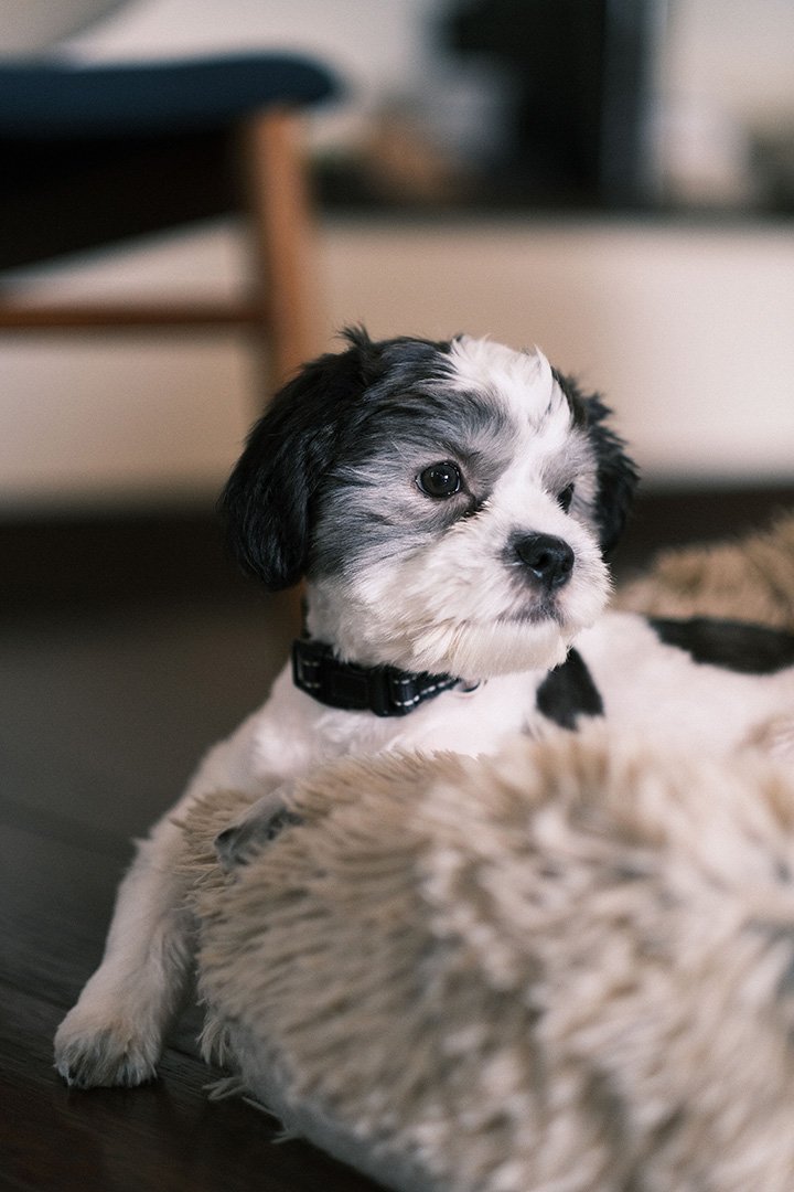 The family puppy